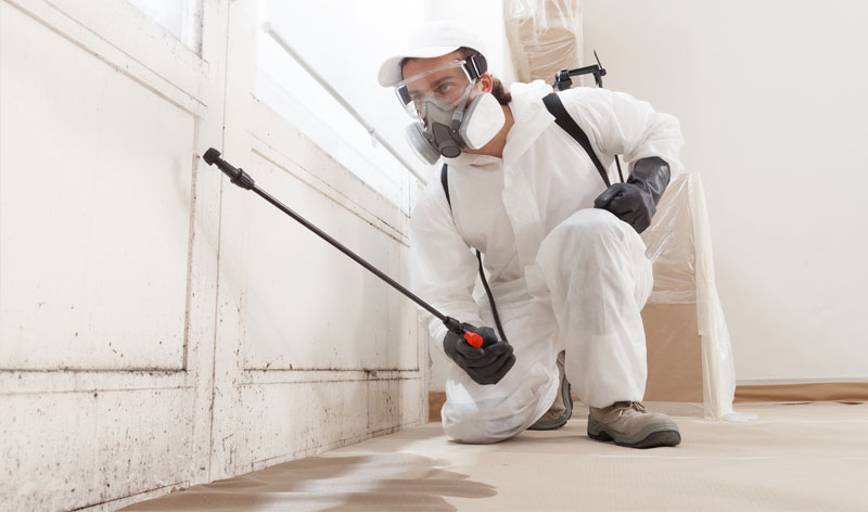 mould-remediation